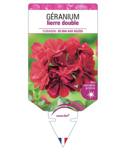GÉRANIUM LIERRE DOUBLE (ROUGE FONCÉ)