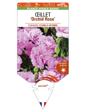 DIANTHUS diantica 'Orchid Rose' voir ŒILLET