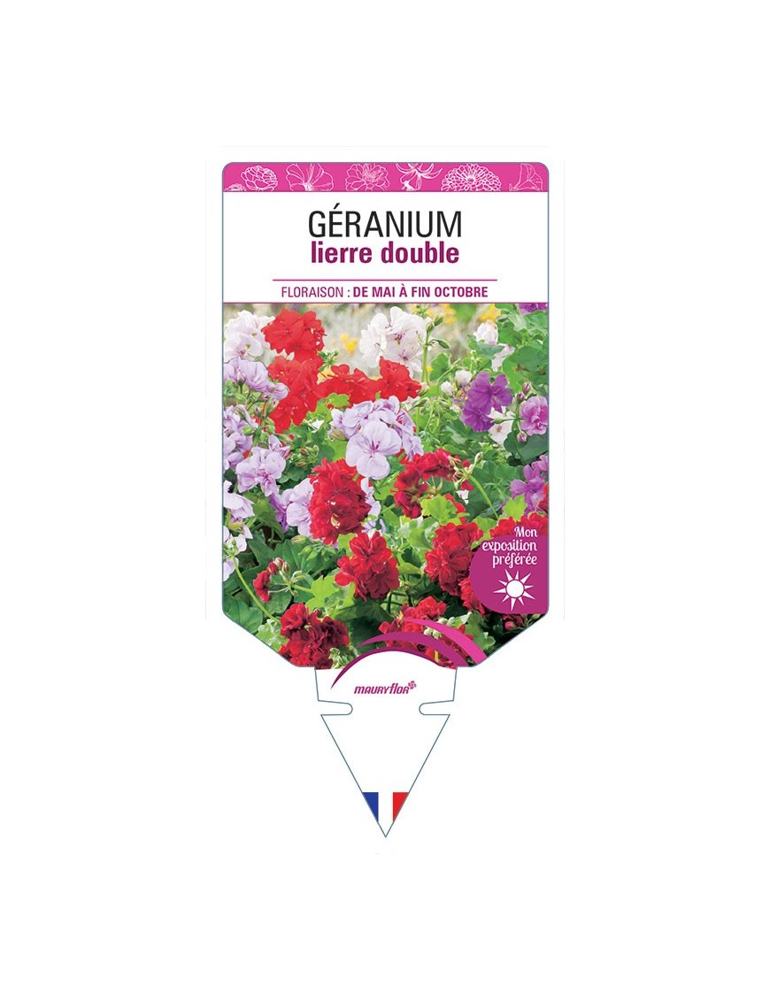 GÉRANIUM LIERRE DOUBLE (VARIÉ)