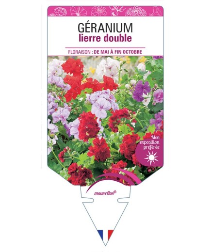 GÉRANIUM LIERRE DOUBLE (VARIÉ)