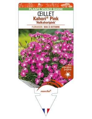 DIANTHUS Kahori® Pink 'Holkahoripink' voir ŒILLET