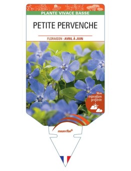 VINCA minor (bleue) voir PETITE PERVENCHE *
