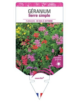 GÉRANIUM LIERRE SIMPLE (VARIÉ)