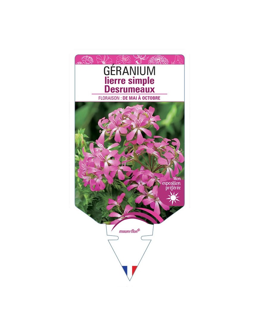 GÉRANIUM LIERRE SIMPLE DESRUMEAUX