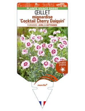 DIANTHUS plumarius ‘Cocktail Cherry Daiquiri’ voir ŒILLET mignardise