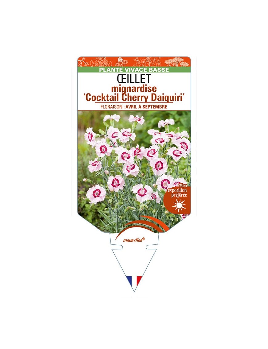 DIANTHUS plumarius ‘Cocktail Cherry Daiquiri’ voir ŒILLET mignardise
