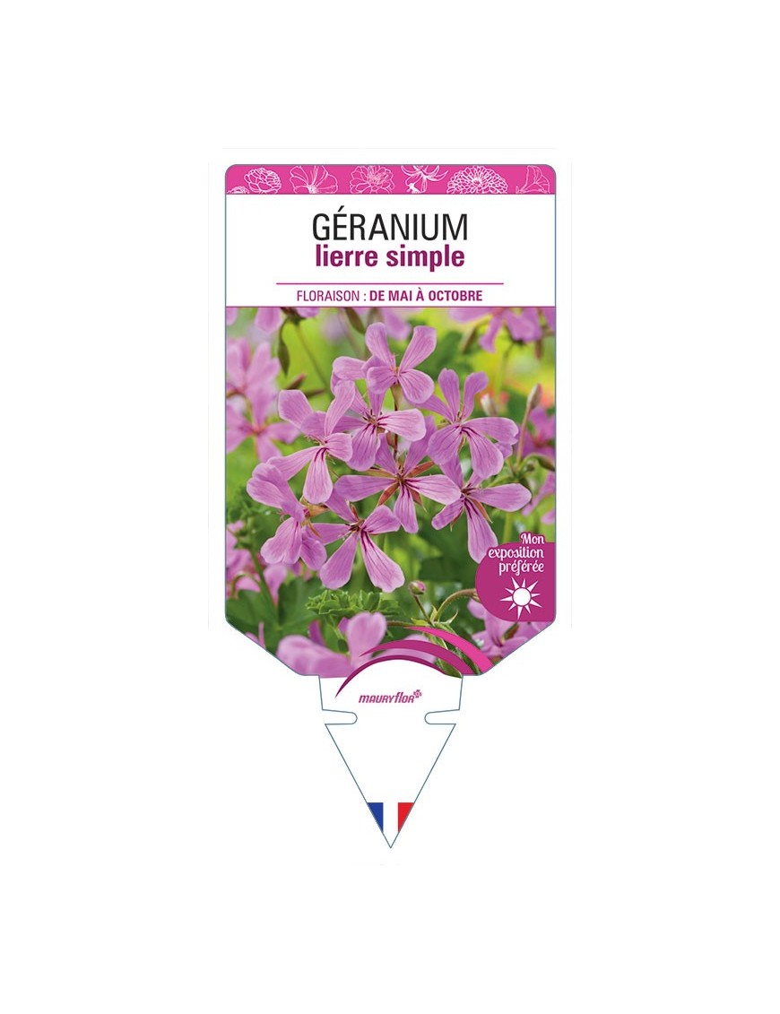 GÉRANIUM LIERRE SIMPLE LILAS