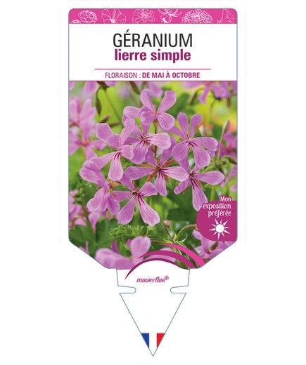 GÉRANIUM LIERRE SIMPLE LILAS