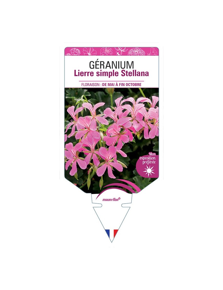 GÉRANIUM LIERRE SIMPLE STELLANA