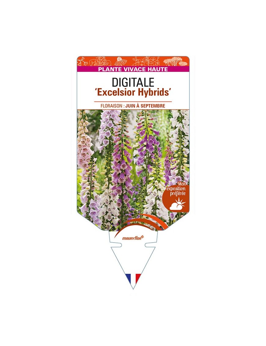 DIGITALIS (purpurea) 'Excelsior Hybrids'