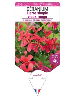 GÉRANIUM LIERRE SIMPLE VIEUX ROUGE