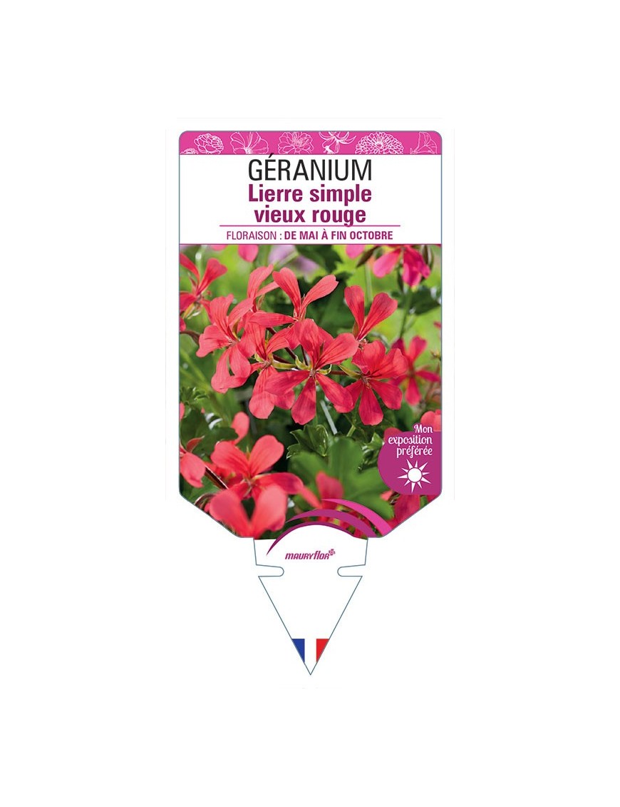 GÉRANIUM LIERRE SIMPLE VIEUX ROUGE