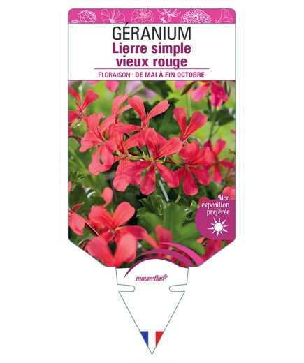 GÉRANIUM LIERRE SIMPLE VIEUX ROUGE