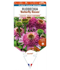 ECHINACEA purpurea 'Butterfly Kisses' voir RUDBECKIA