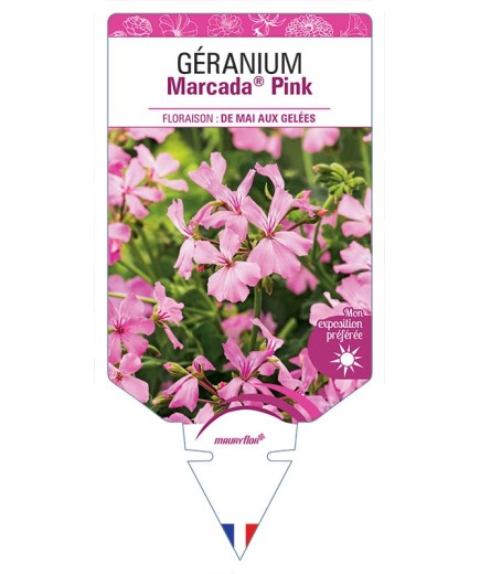 GÉRANIUM MARCADA® PINK