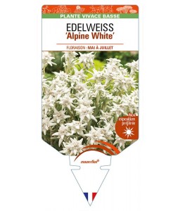 EDELWEISS (leontopodium souliei) 'Alpine White'