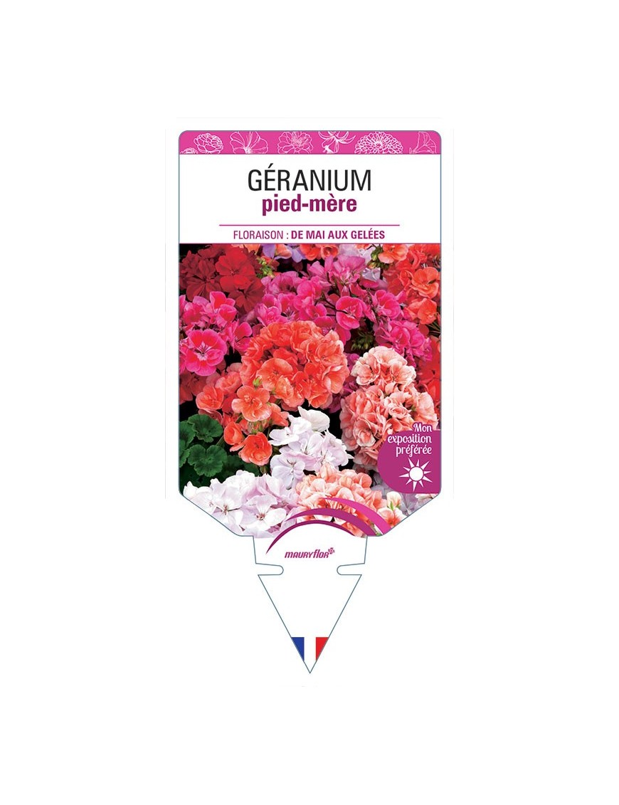 GÉRANIUM PIED-MÈRE