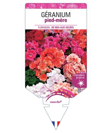GÉRANIUM PIED-MÈRE