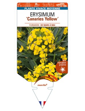 ERYSIMUM 'Canaries Yellow'