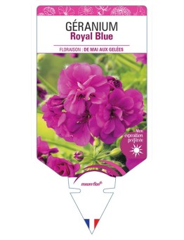 GÉRANIUM ROYAL BLUE