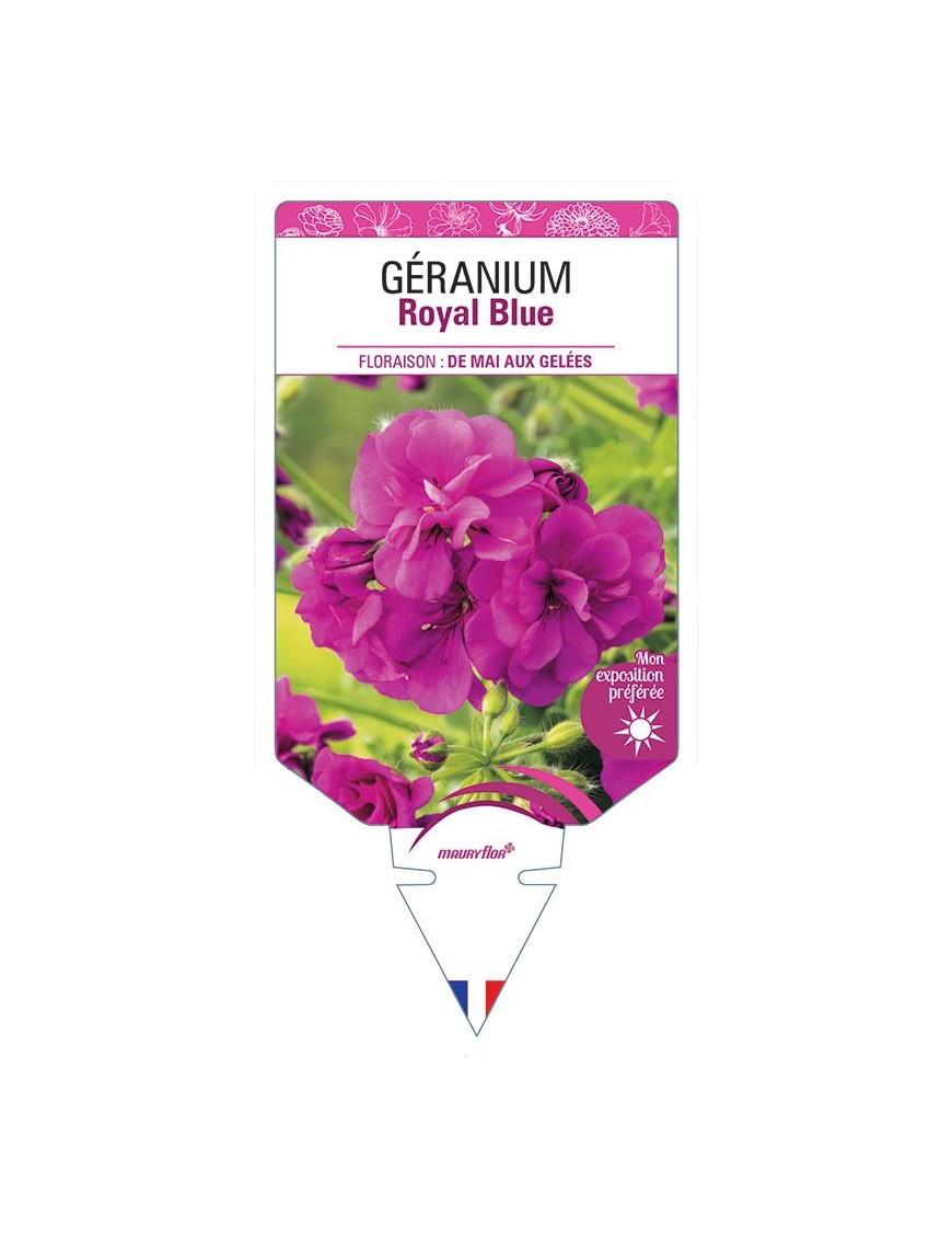 GÉRANIUM ROYAL BLUE