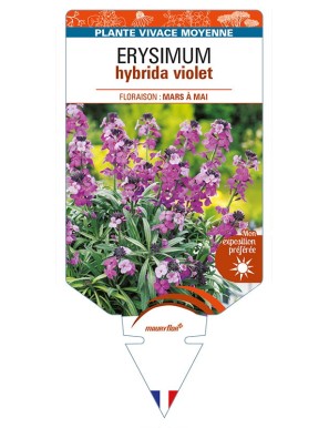 ERYSIMUM hybrida violet