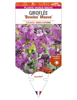 ERYSIMUM linifolium 'Bowles' Mauve' voir GIROFLÉE