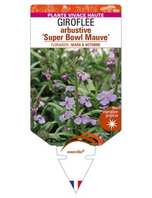ERYSIMUM linifolium 'Super Bowl Mauve' voir GIROFLÉE arbustive