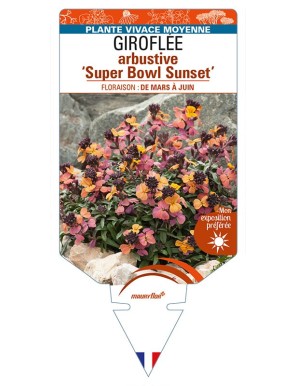 ERYSIMUM linifolium 'Super Bowl Sunset' voir GIROFLÉE arbustive