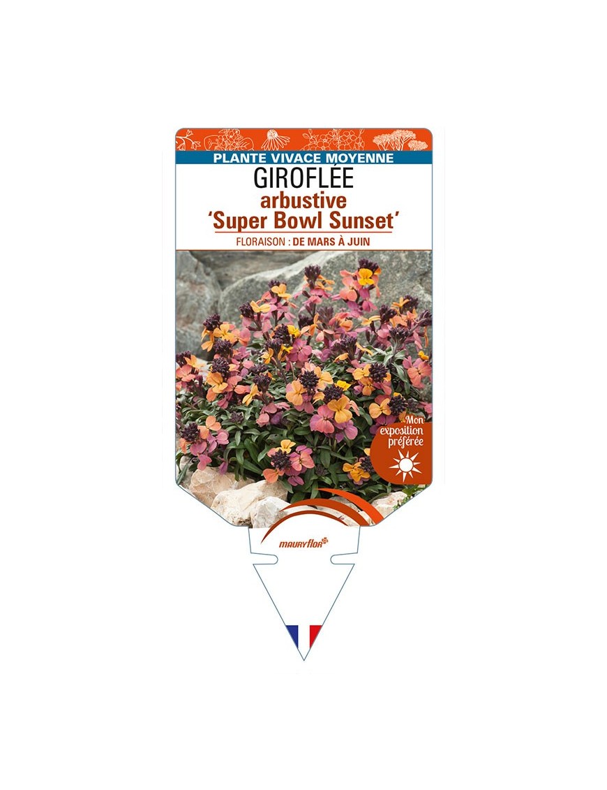 ERYSIMUM linifolium 'Super Bowl Sunset' voir GIROFLÉE arbustive