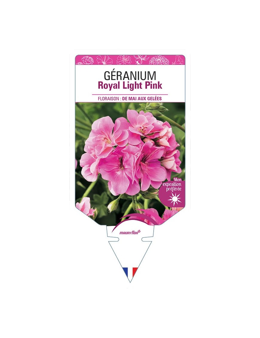 GÉRANIUM ROYAL LIGHT PINK
