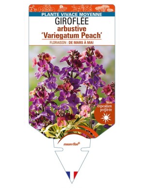 ERYSIMUM linifolium 'Variegatum Peach' voir GIROFLÉE arbustive