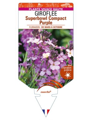 ERYSIMUM linifolium Superbowl Compact Purple voir GIROFLÉE