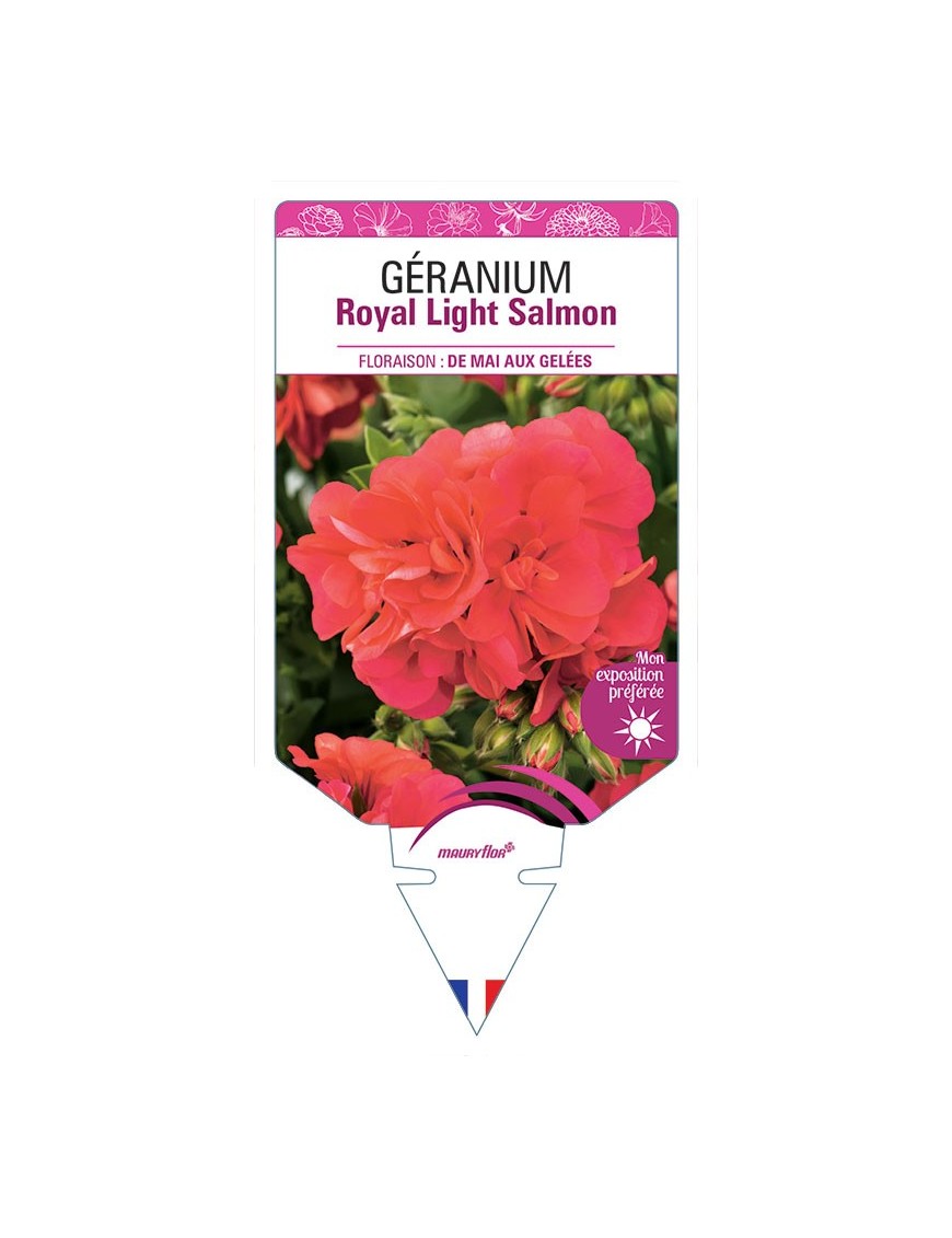 GÉRANIUM ROYAL LIGHT SALMON