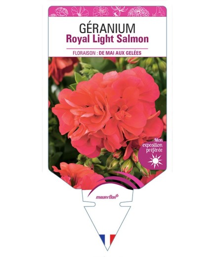 GÉRANIUM ROYAL LIGHT SALMON