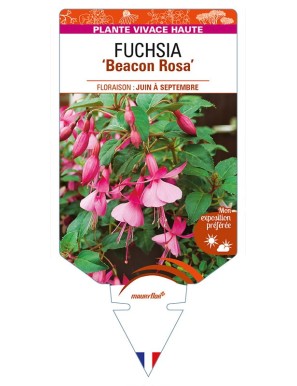 FUCHSIA 'Beacon Rosa'