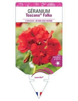 GÉRANIUM TOSCANA® FALKO