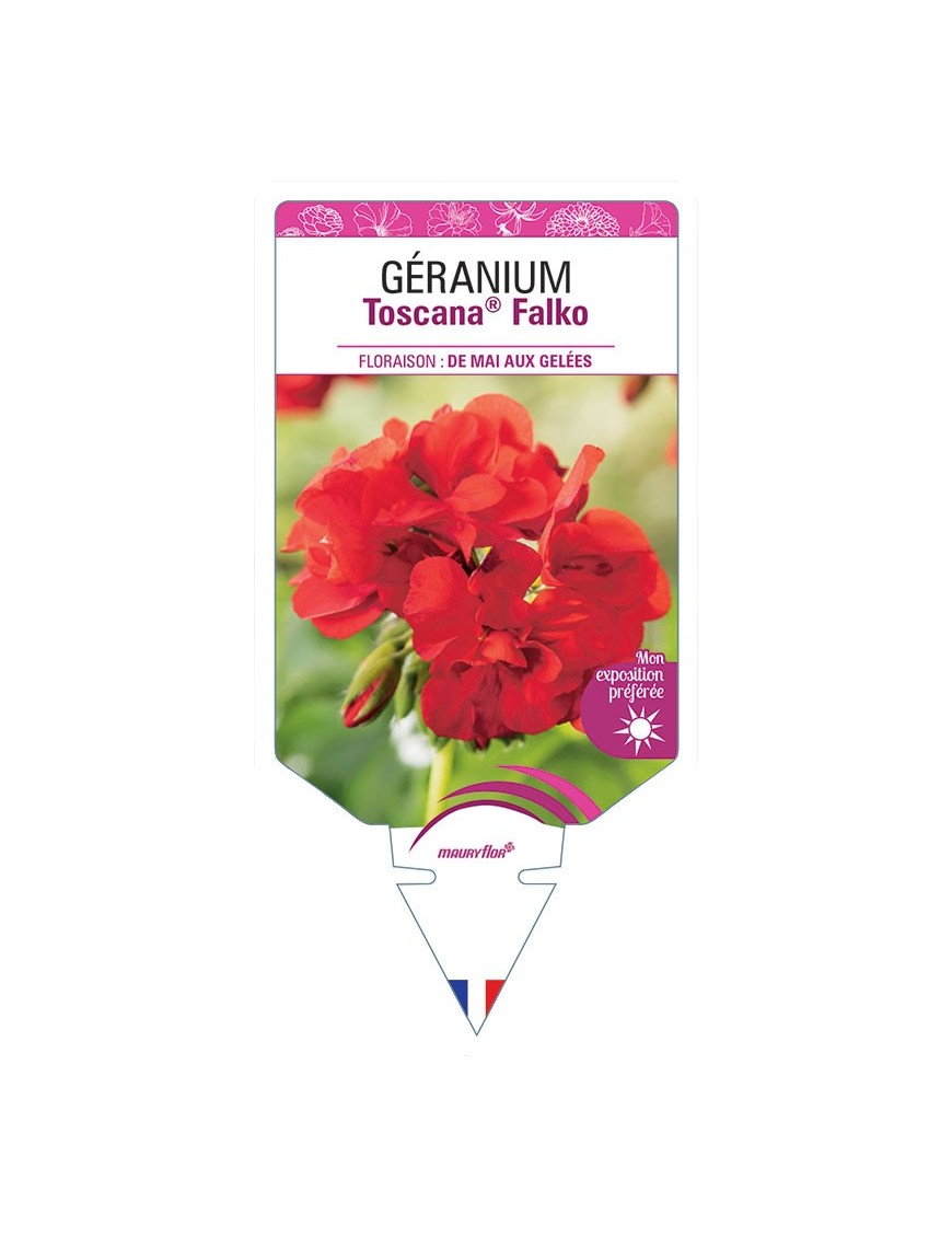 GÉRANIUM TOSCANA® FALKO