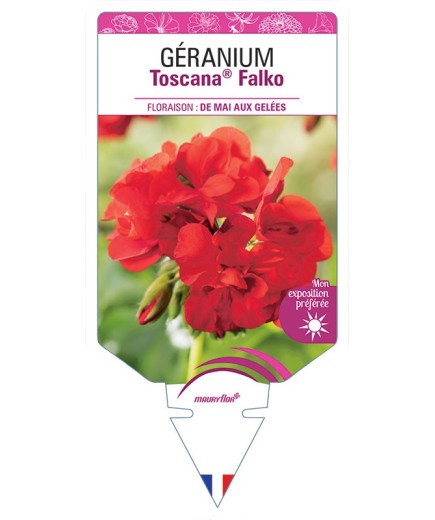 GÉRANIUM TOSCANA® FALKO