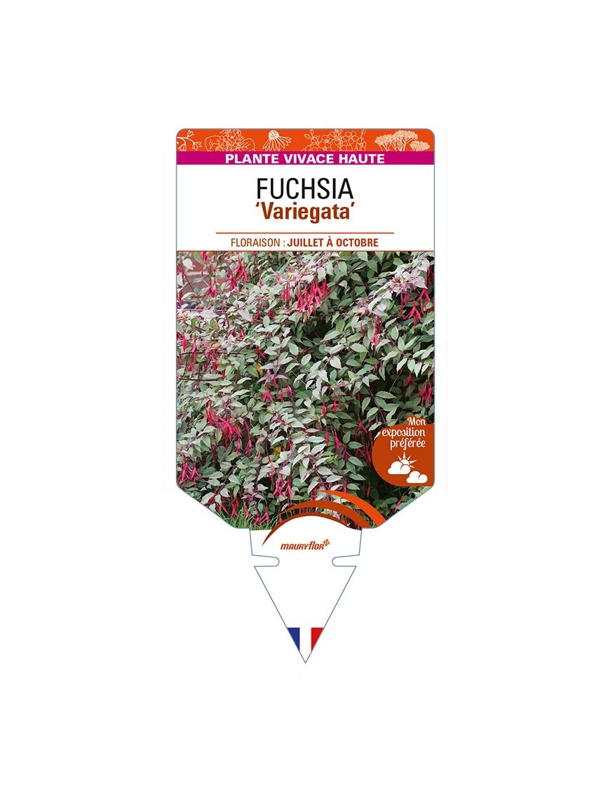 FUCHSIA (magellanica) 'Variegata'
