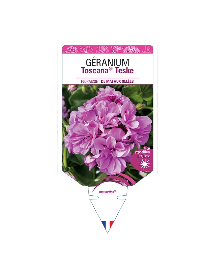 GÉRANIUM TOSCANA® TESKE