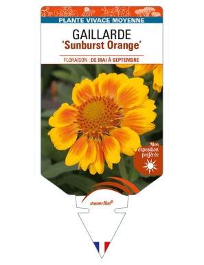 GAILLARDIA 'Sunburst Orange'