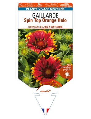 GAILLARDIA Spin Top Orange Halo