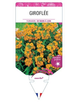 GIROFLÉE
