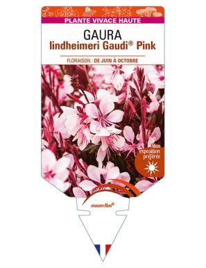GAURA lindheimeri Gaudi® Pink