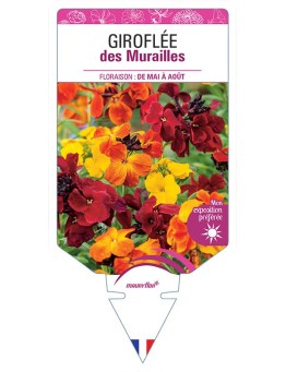 GIROFLÉE DES MURAILLES