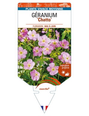 GERANIUM (maculatum) 'Chatto'