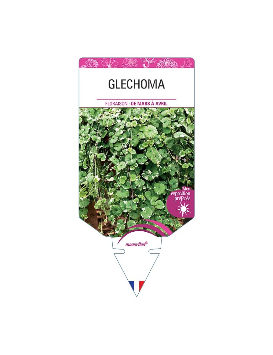 GLECHOMA