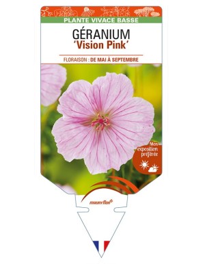 GERANIUM (sanguineum) 'Vision Pink'