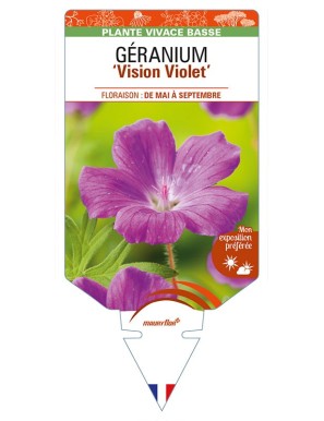 GERANIUM (sanguineum) 'Vision Violet'